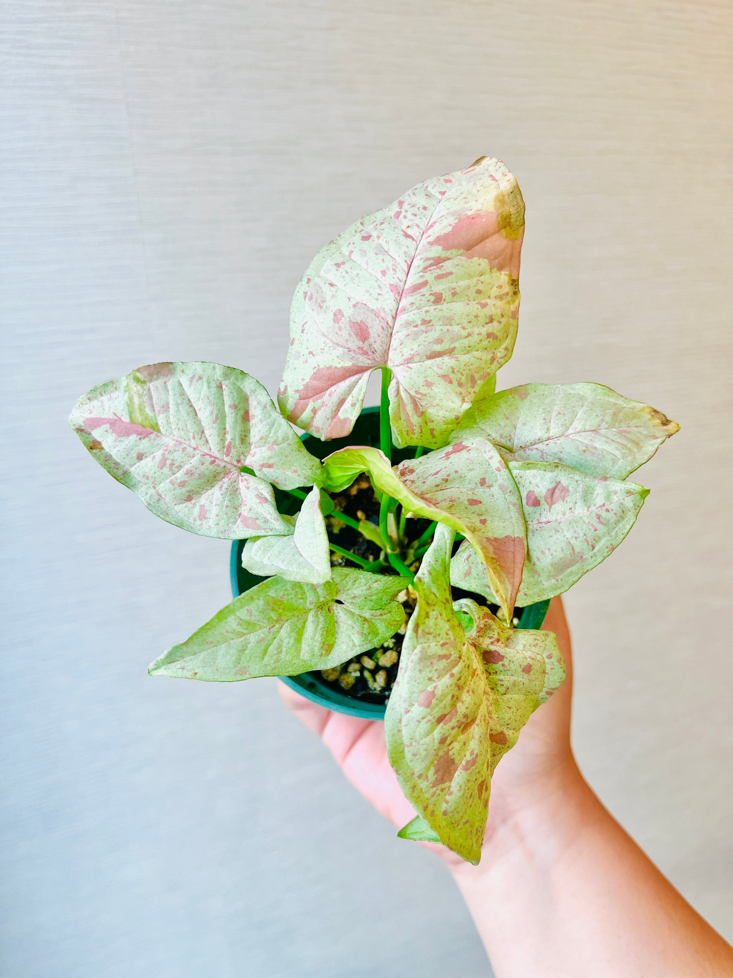 Syngonium Milk Confetti