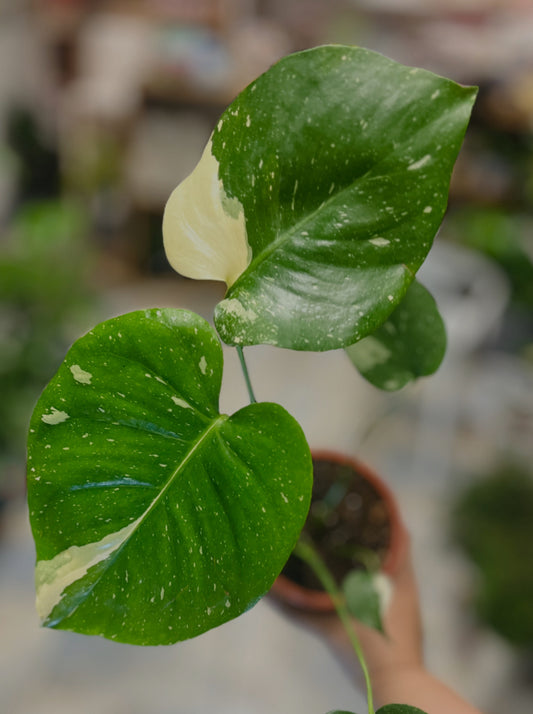 Monstera Thai Constellation