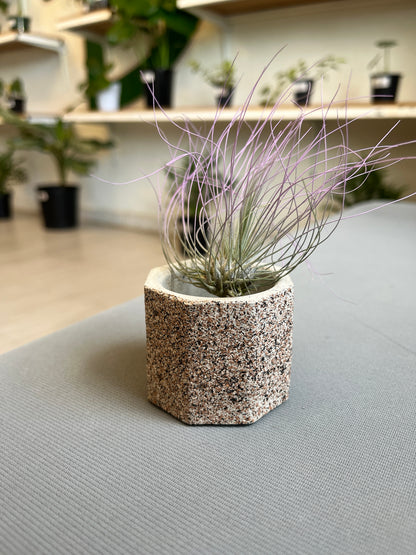 Octa Mini Pot- Casa Luz