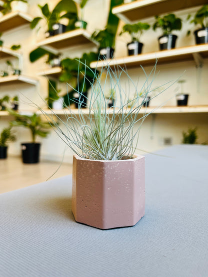 Octa Mini Pot- Casa Luz