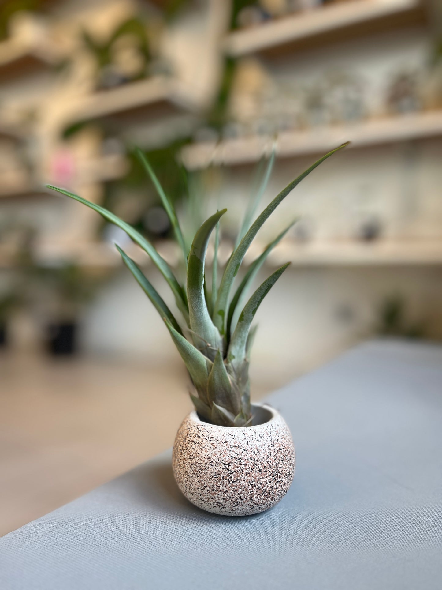 Isabela Mini Pot - Casa Luz