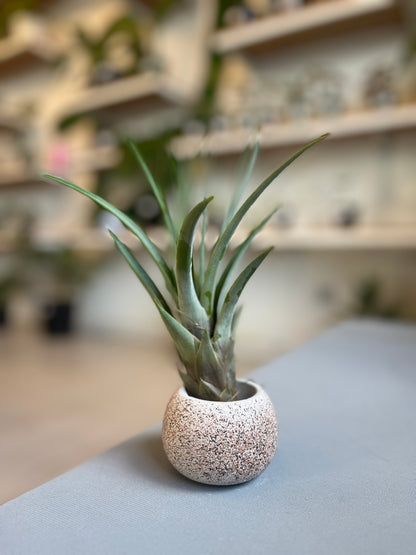 Isabela Mini Pot - Casa Luz