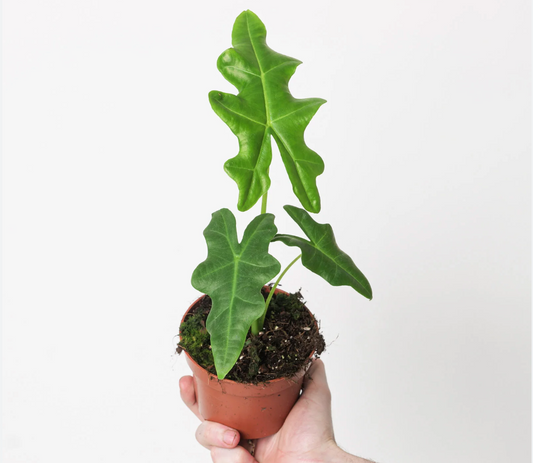 Alocasia portei