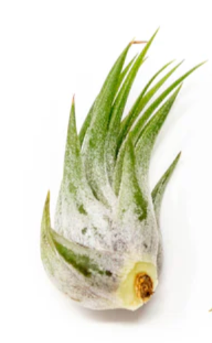 Tilandsia Lonantha