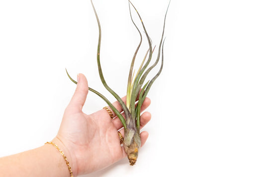 Tilandsia Baileyi (Pseudobaileyi) Jumbo