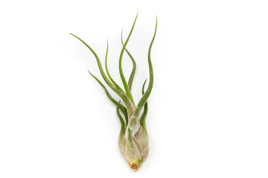Tilandsia Caput Medusae