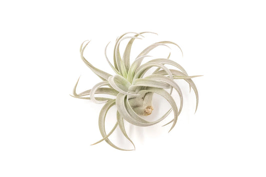 Tilandsia Harrisii