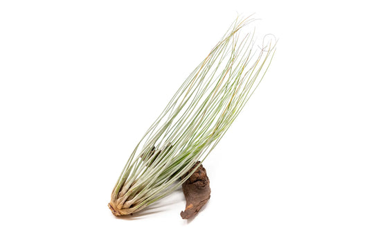 Tilandsia Juncea Jumbo Green