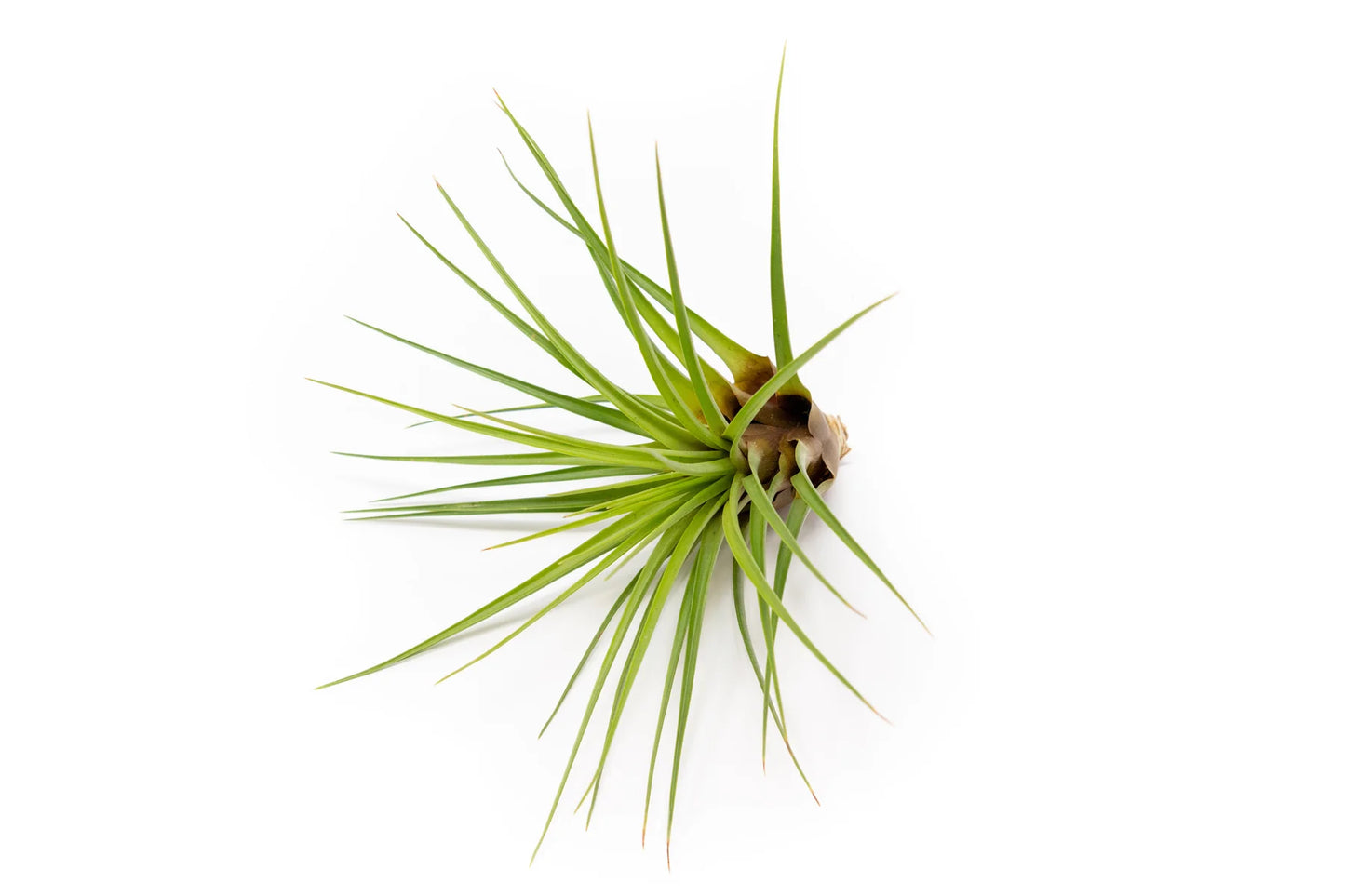 Tilandsia Melanocrater