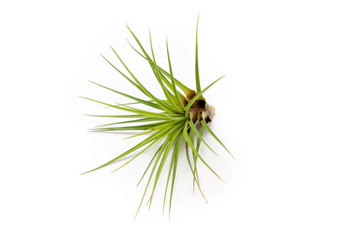 Tilandsia Melanocrater