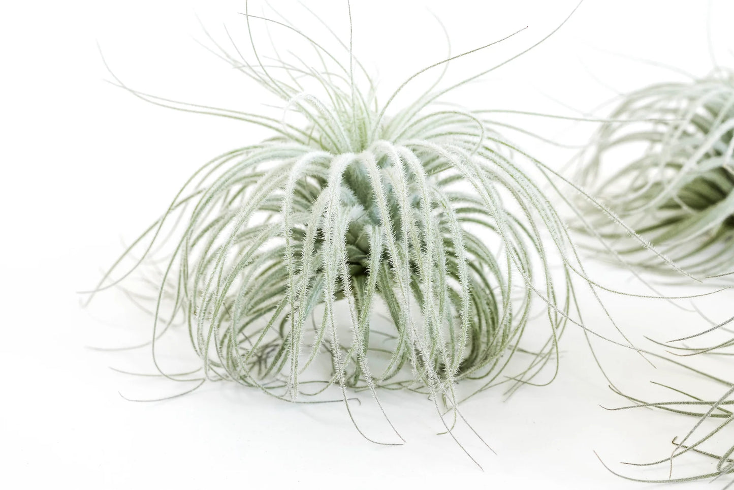 Tillandsia Tectorum Ecuador