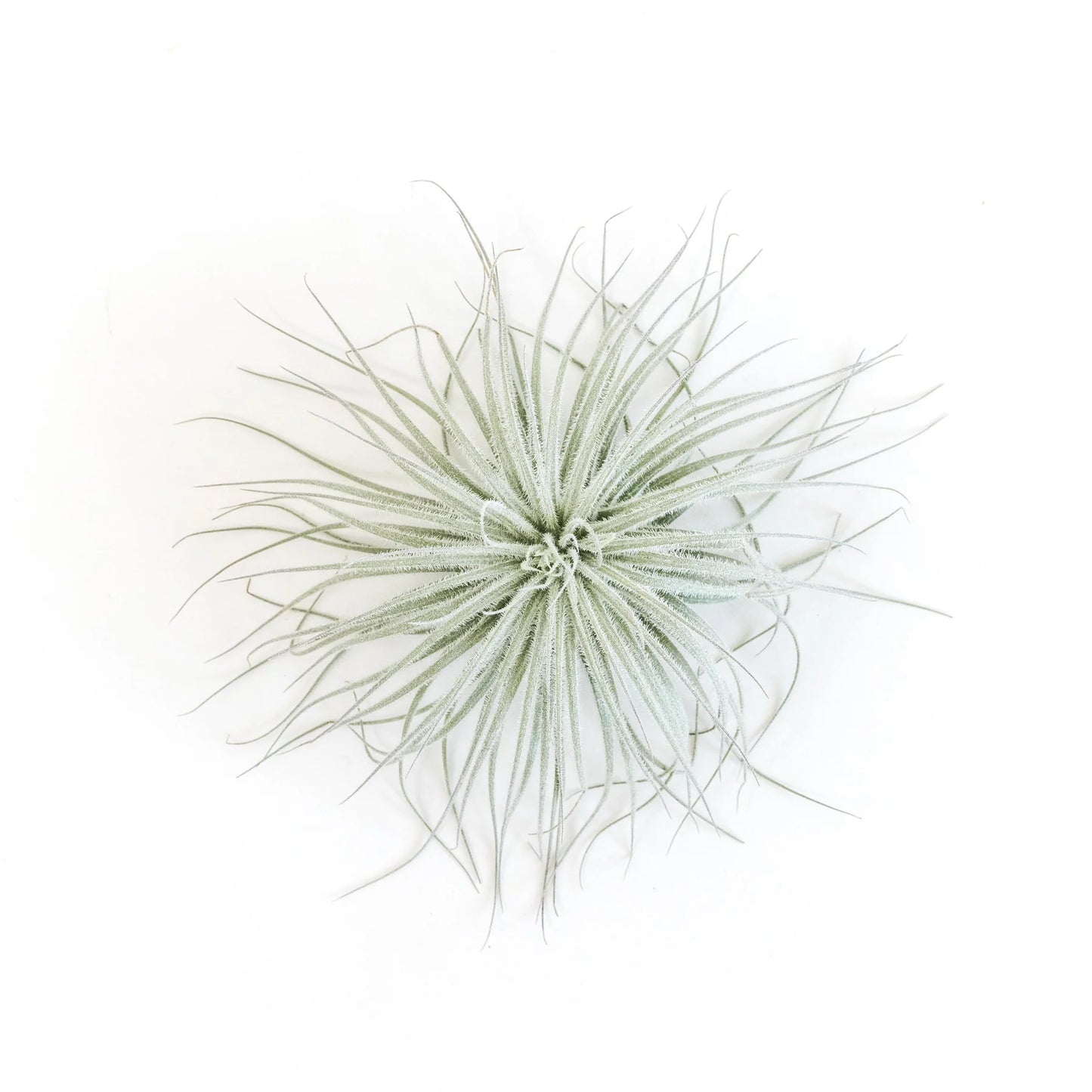 Tillandsia Tectorum Ecuador