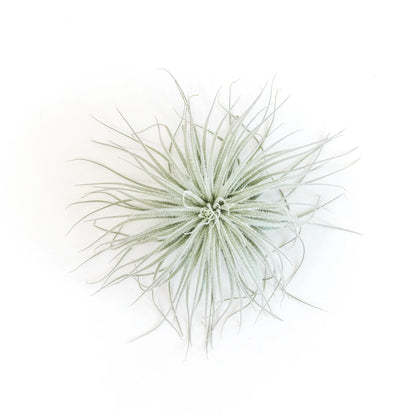 Tillandsia Tectorum Ecuador