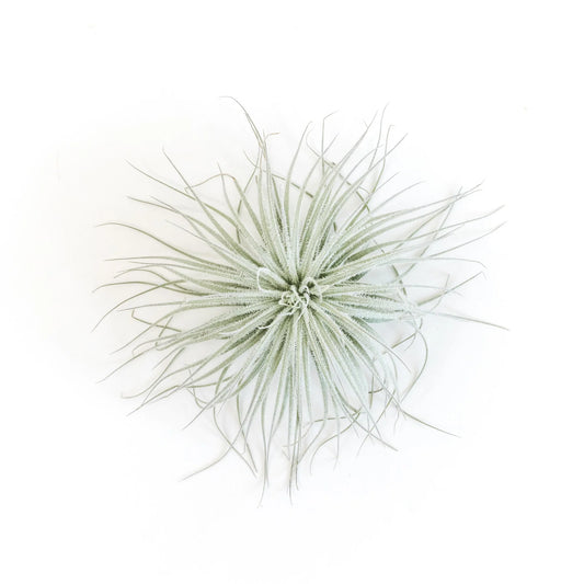 Tillandsia Tectorum Ecuador