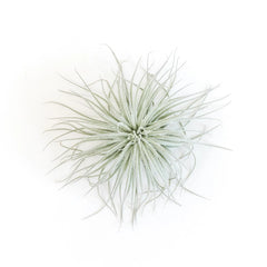 Tillandsia Tectorum Ecuador