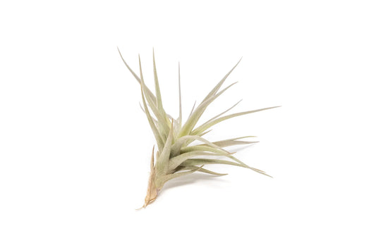 Tilandsia Tenuifolia