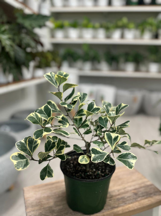 Triangularis Variegado Ficus