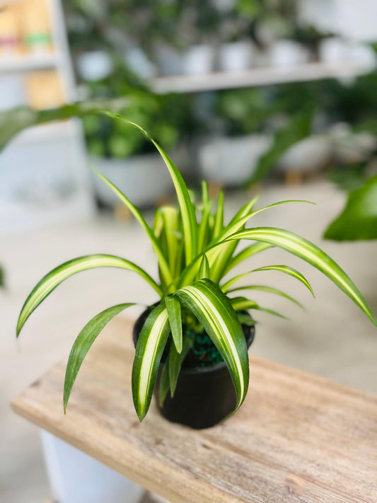 Liriope Muscari Variegada