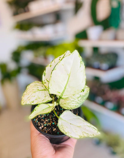 Aglaonema Super White 5”