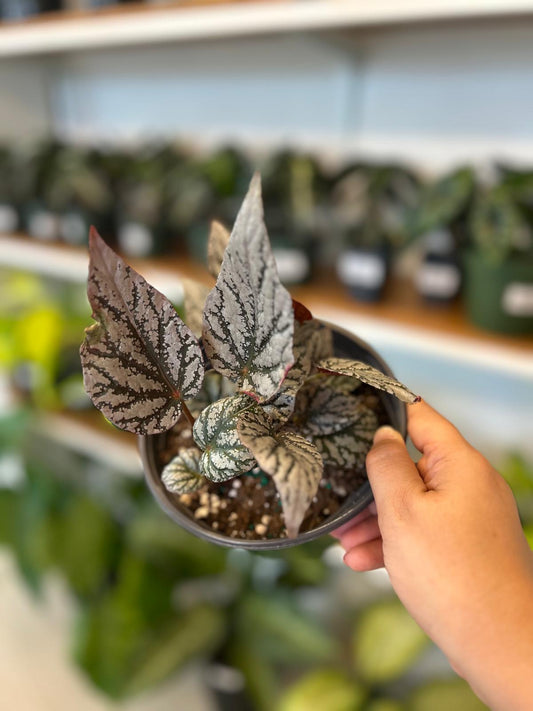 Begonia Rex