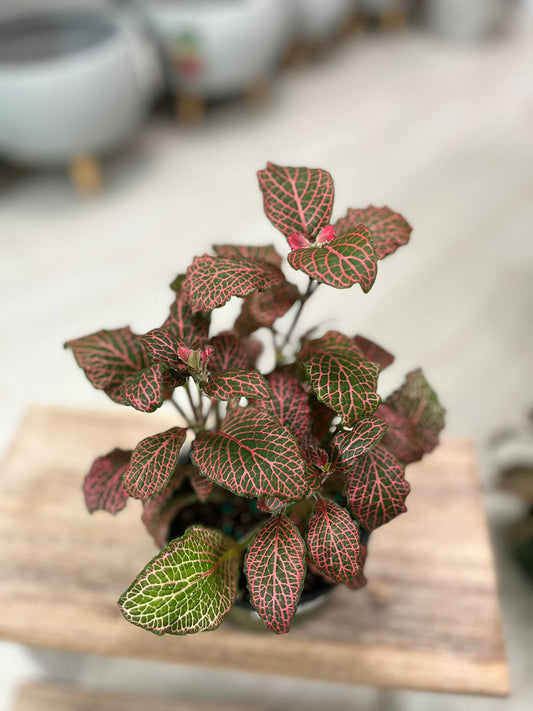 Red Anne Fittonia