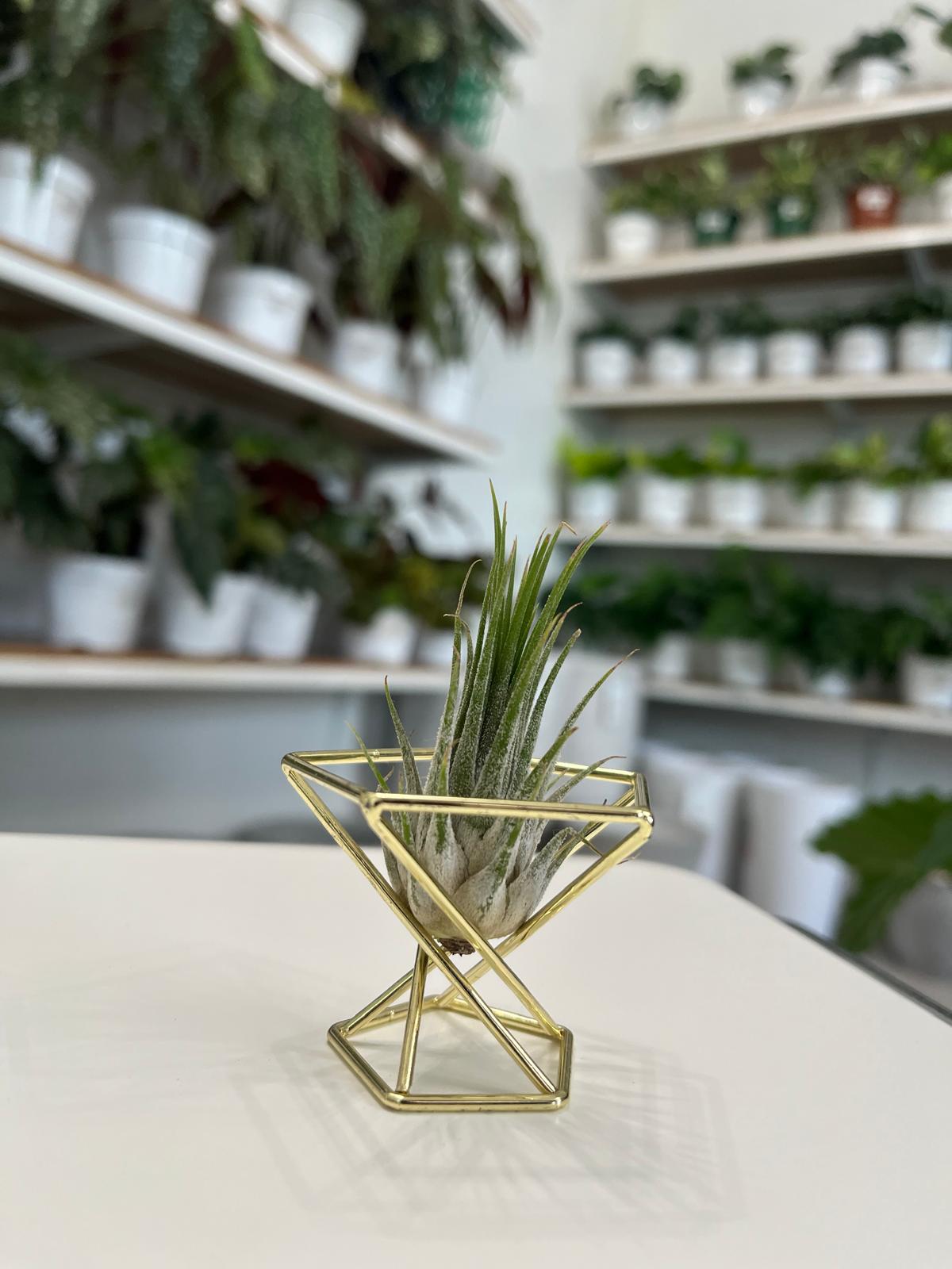 Mini AirPlant con base