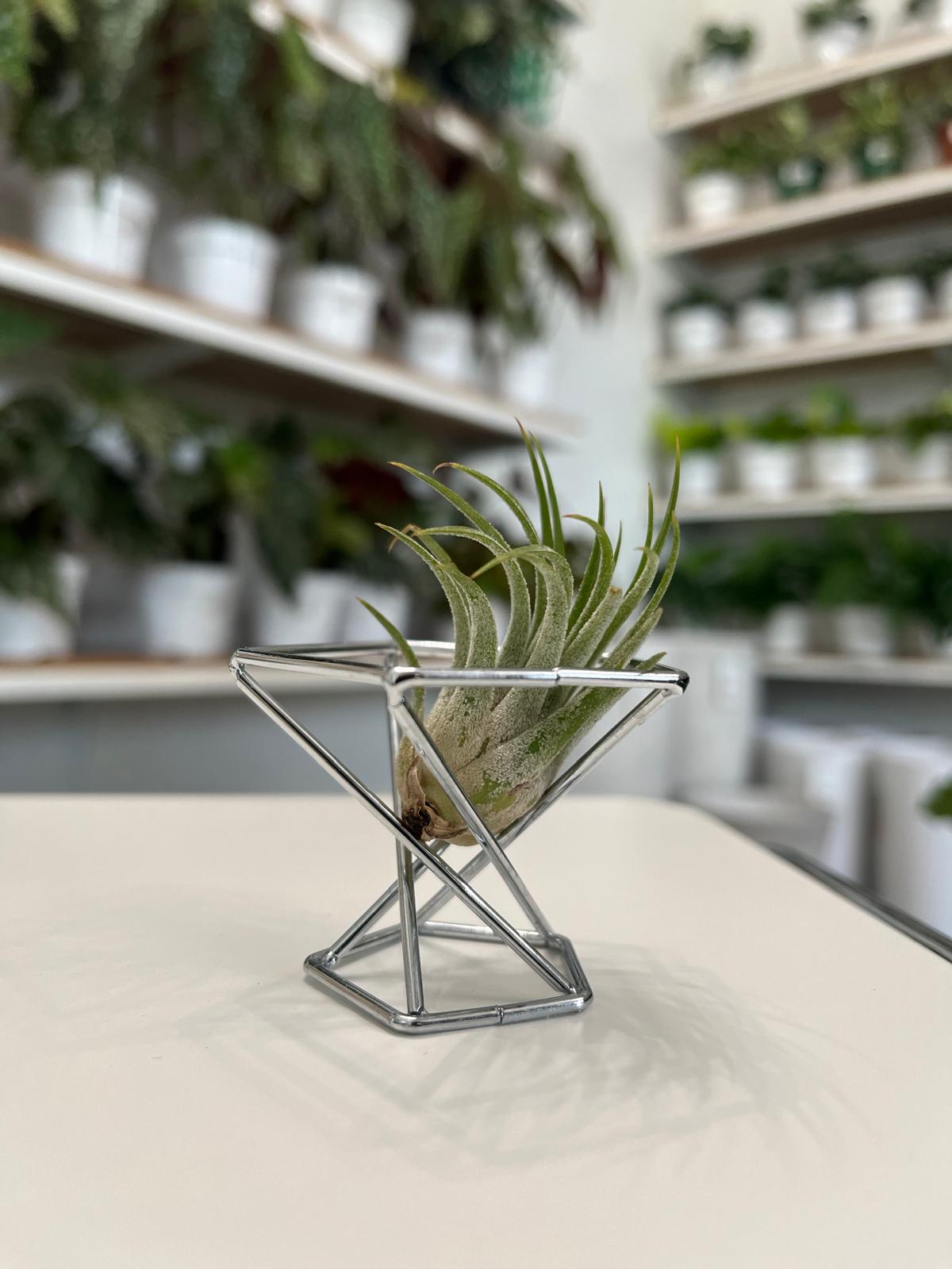 Mini AirPlant con base