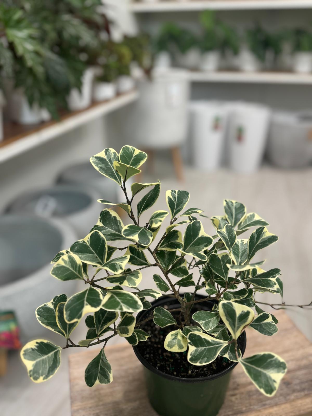 Triangularis Variegado Ficus