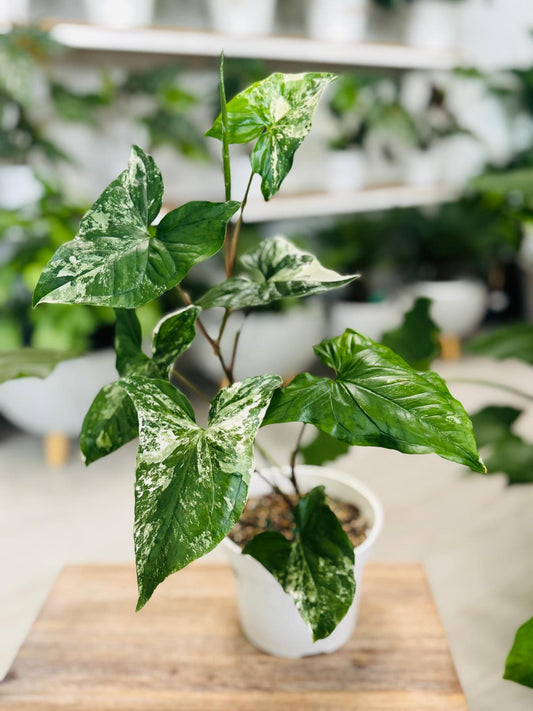 Syngonium Albo Variegated