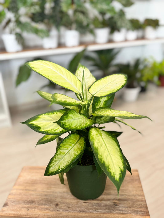 Dieffenbachia seguine