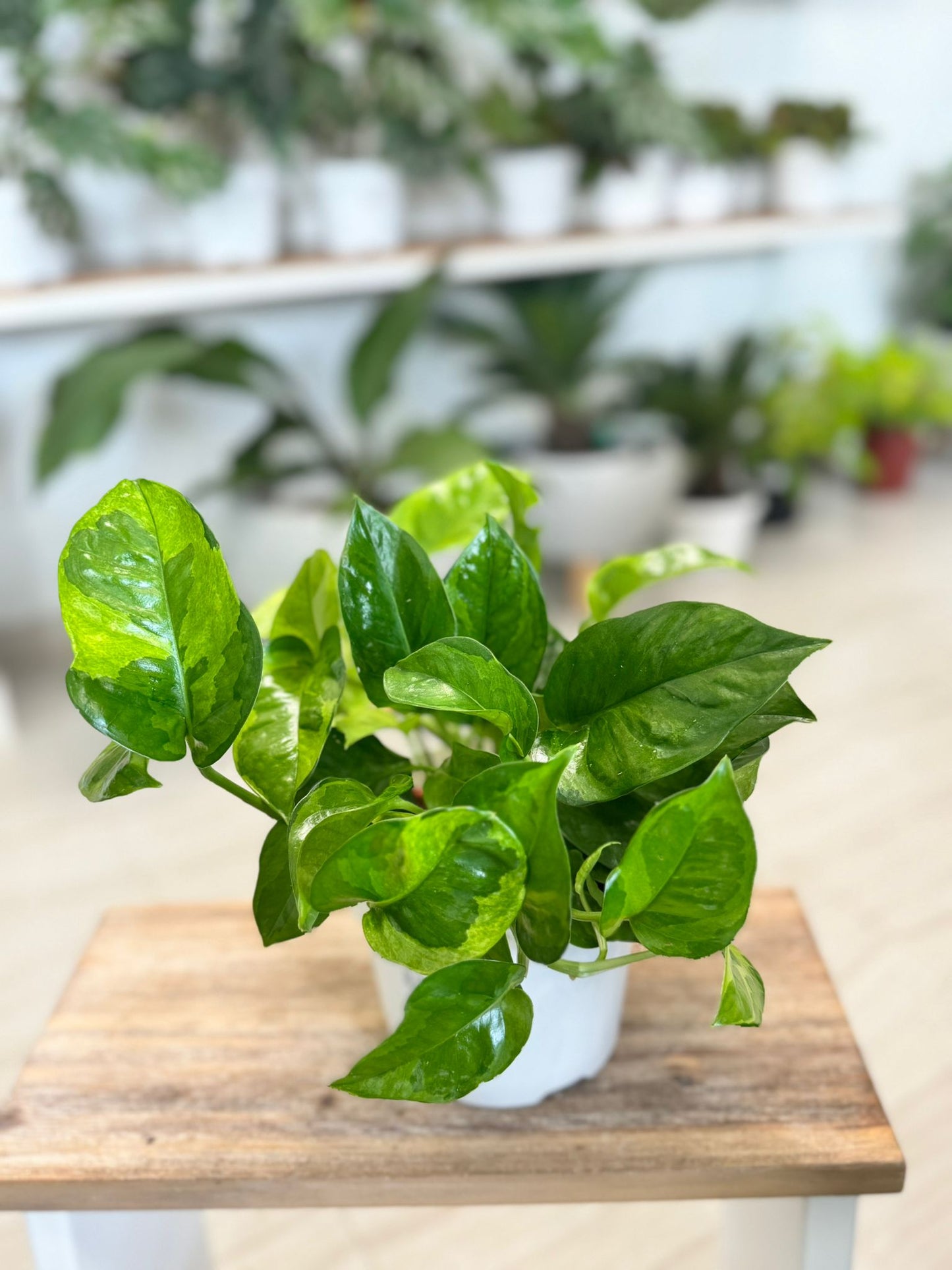 Pothos Lemon Meringue