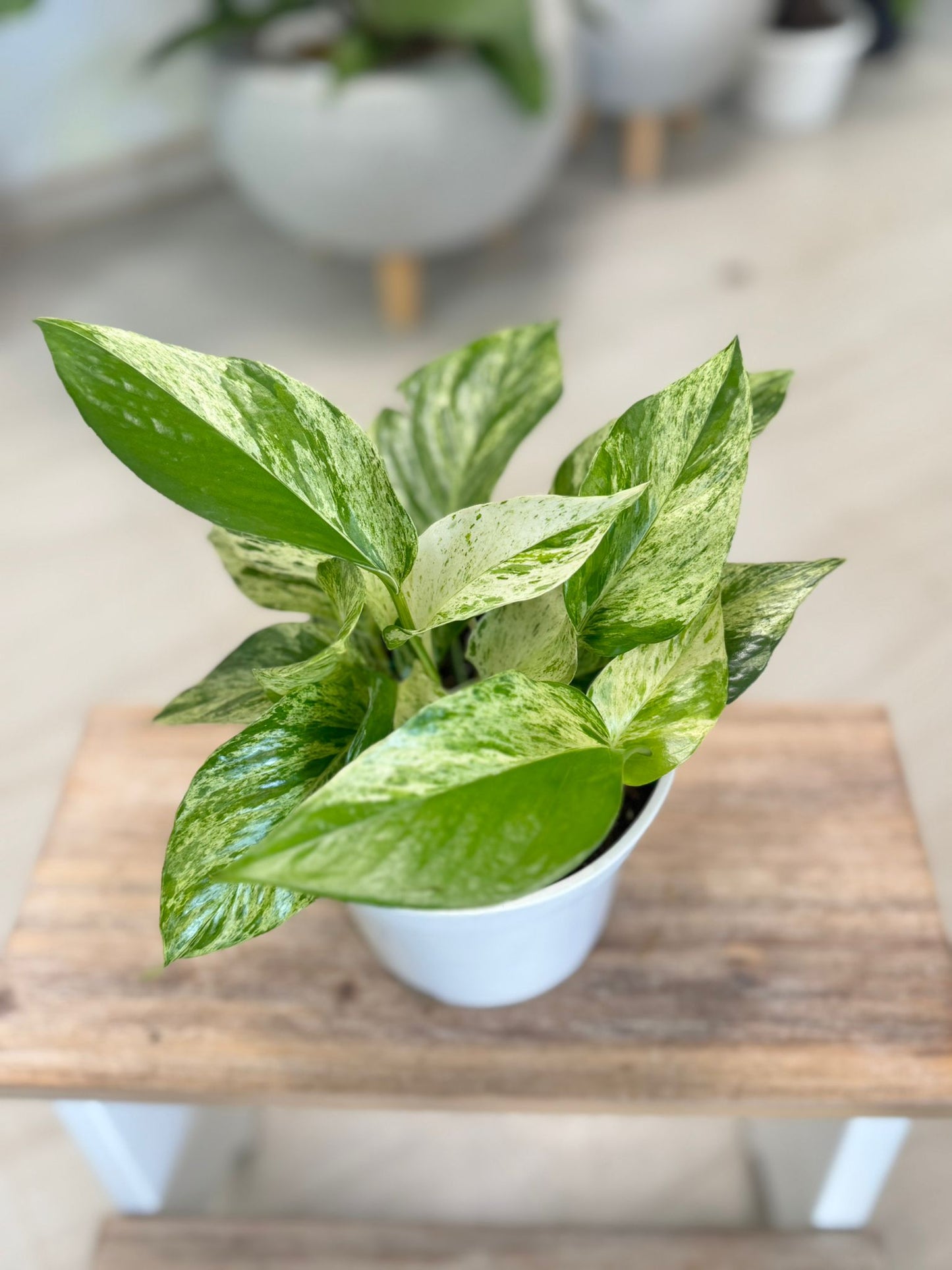 Pothos Marble Queen