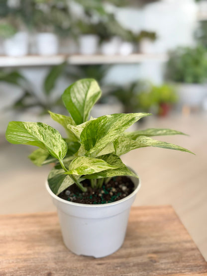 Pothos Marble Queen