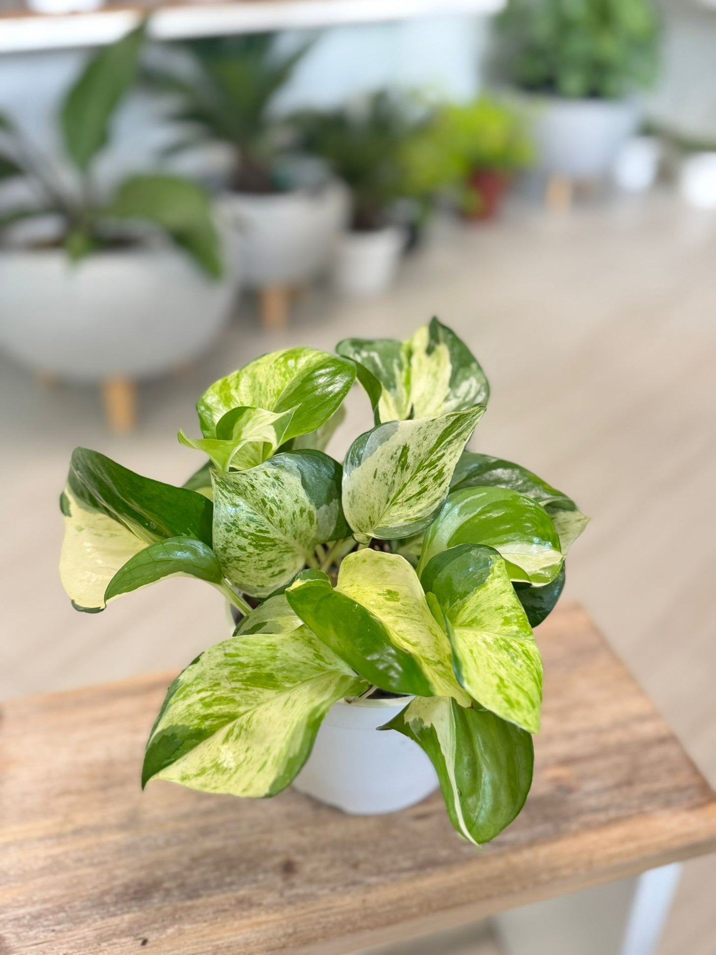 Pothos Manjula