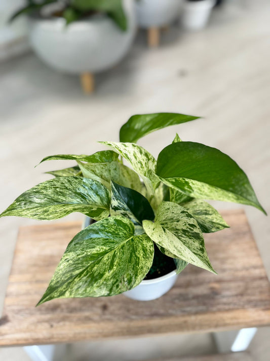 Pothos Marble Queen