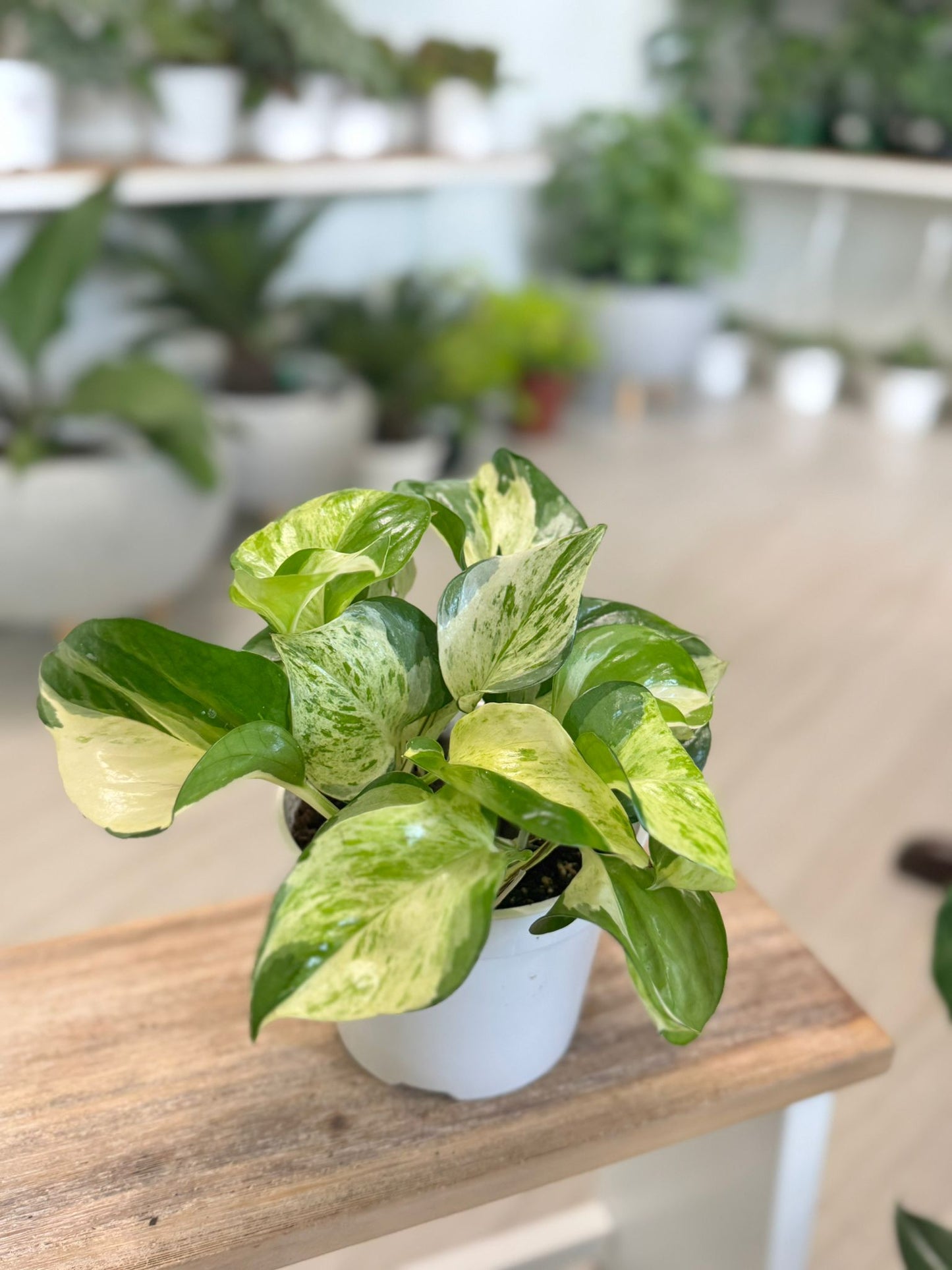 Pothos Manjula