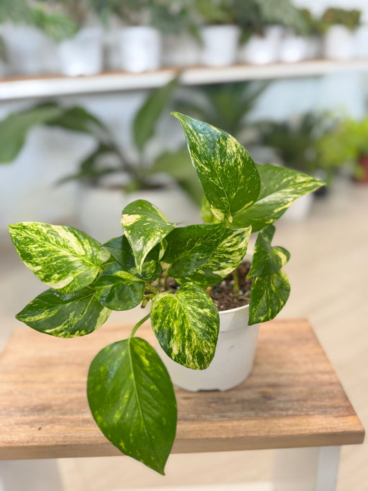 Pothos Hawaiian