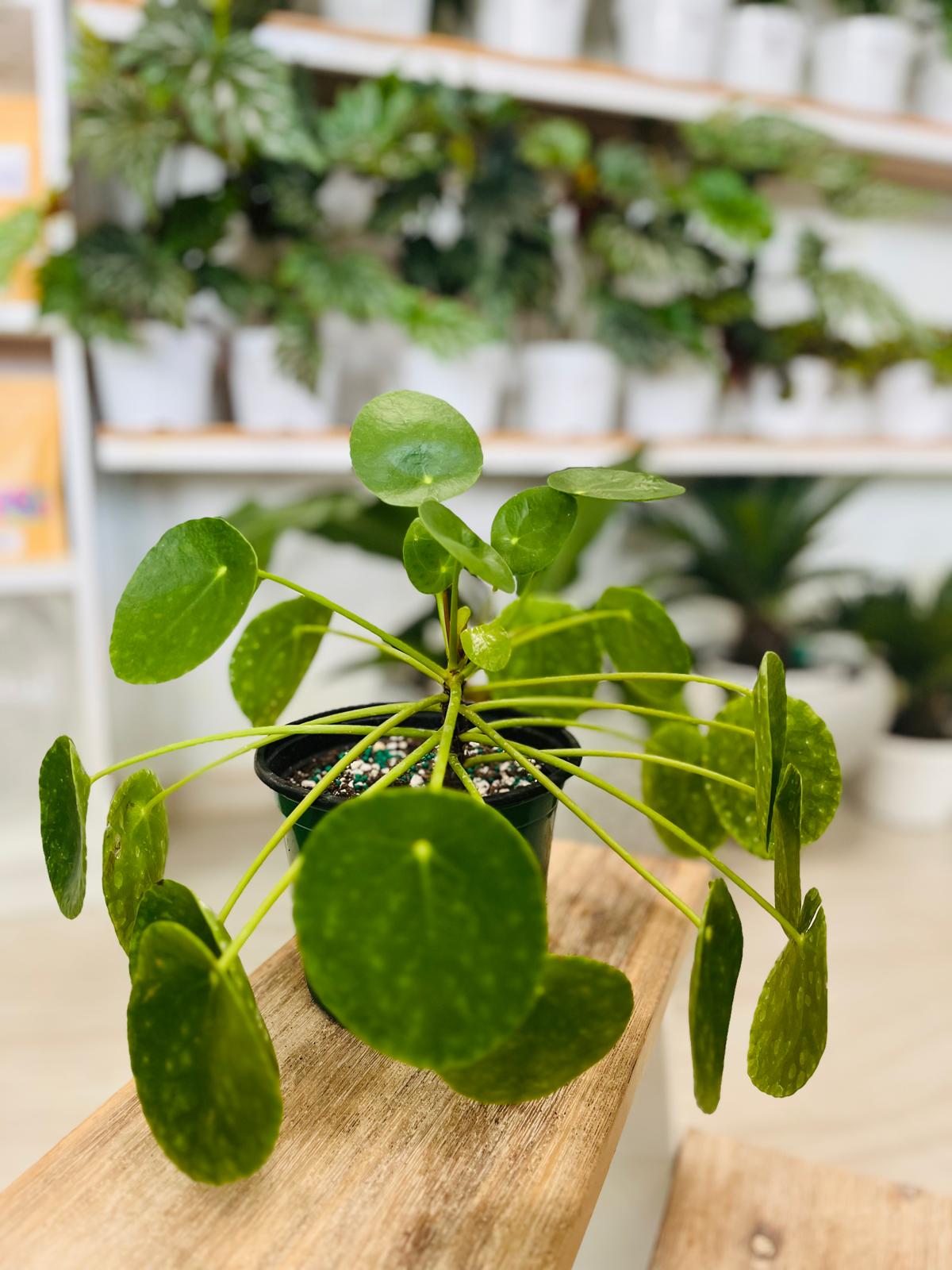 Pilea peperomioides