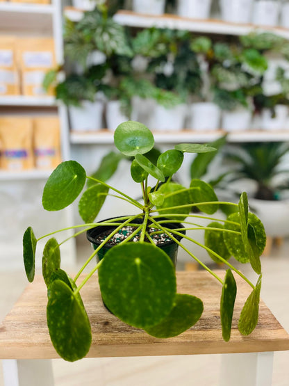 Pilea peperomioides