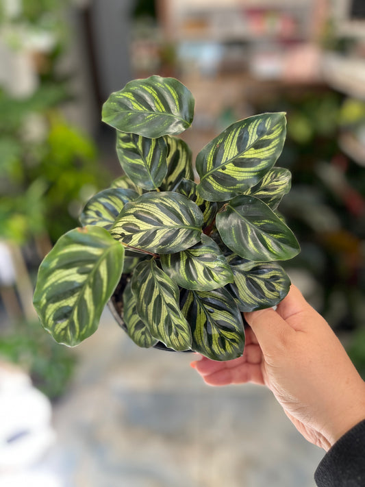 Calathea Makoyana