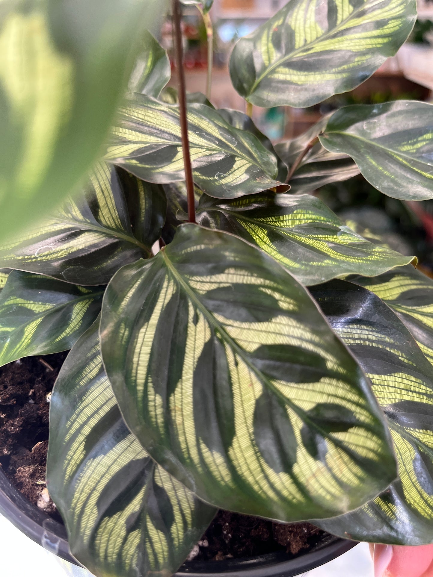 Calathea Makoyana